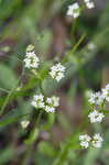 Beaked cornsalad